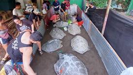 Rescatan a 10 tortugas verdes y capturan a seis sospechosos de transportarlas