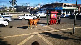 (Video) ¡Corran! Vaca se soltó en el centro San Ramón y se levantó a cuatro personas mientras buscaba a su ternerito