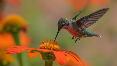 El colibrí se une a la selecta lista de símbolos nacionales