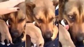 (Video) Conmovedor: Perrita llora al reencontrarse con sus cachorros
