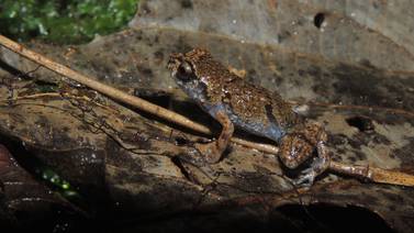 Trabajador turístico descubrió en Talamanca una nueva especie de rana
