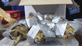 Pasajero filipino llevaba 1.529 tortugas exóticas vivas en su equipaje