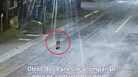 (Video) Perrita callejera se echa al pico a maleante que intentó meterse a robar a restaurante