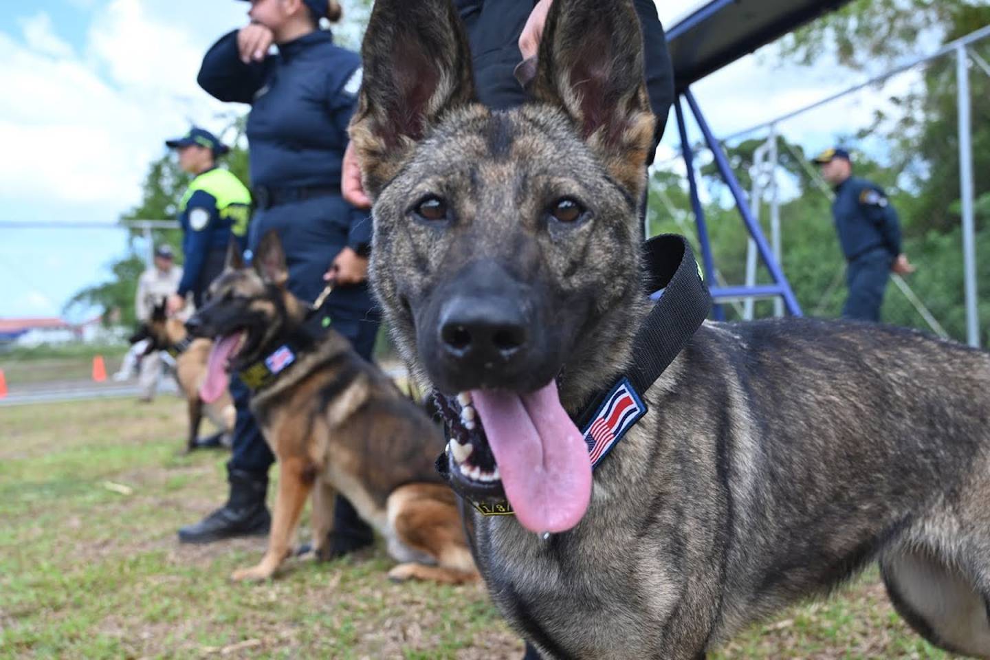 San Carlos tendrá a partir del 2024 un oficial canino para luchar contra las drogas en el cantón. Antes de que llegue ya le están construyendo una casetilla especial.