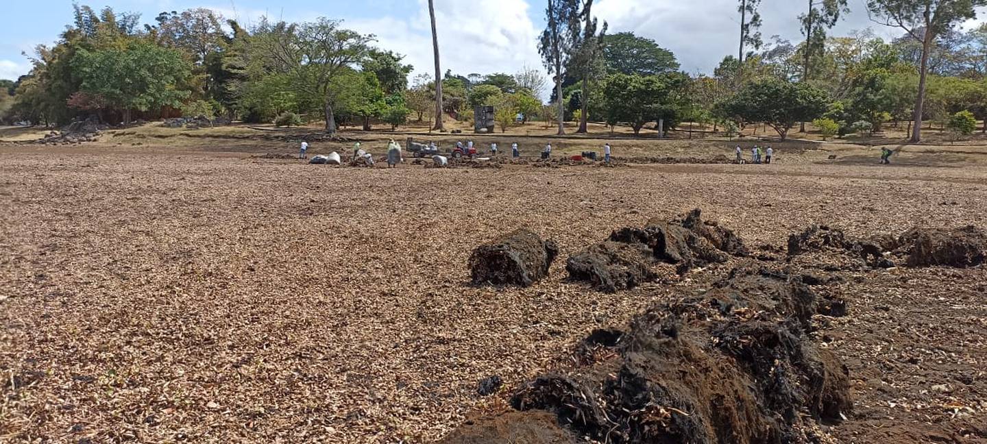 En este mes de marzo, por primera vez, se han unido cuatro instituciones que lograron el permiso del Instituto Costarricense del Deporte y la Recreación (Icoder) para poder meterle mano con la limpieza al lago