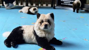 Tremenda bronca en China porque restaurante tiñe perros como pandas bebé