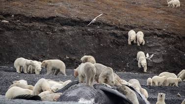 Osos polares se hacinan en una isla por falta de hielo