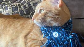 ¡Adiós al frío! Cartaginesa teje bufandas para las mascotas y sus dueños