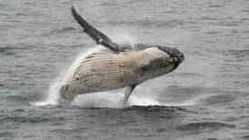 Creación del Santuario de Ballenas se frena por los países a favor de la caza