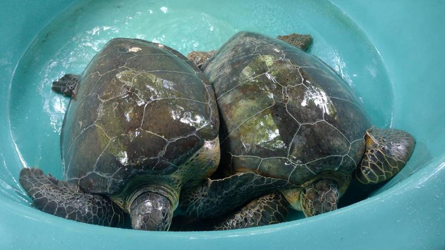 Tres tortugas verdes sufrieron de estrés al ser bañadas con combustible por culpa de unos supuestos ladrones.