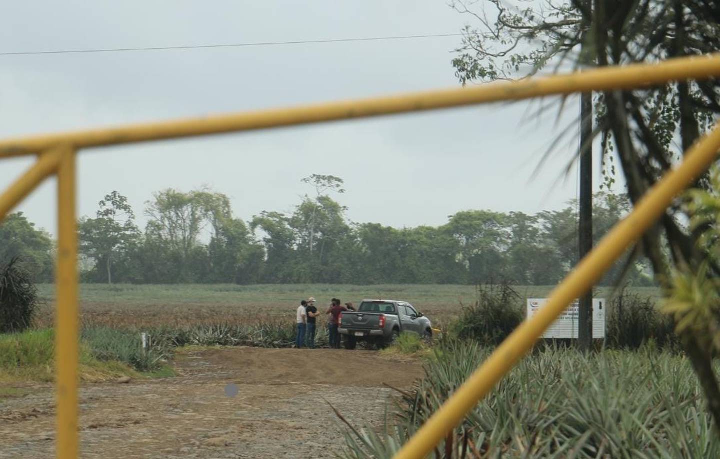 El cuerpo de un hombre fue encontrado dentro de una piñera en Guácimo de Limón horas después de que unos guardas se enfrentaron a balazos con unos asaltantes. Foto Reyner Montero.