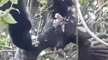 (Video) Congos que matan zoncho en Cahuita sorprende a expertos ticos