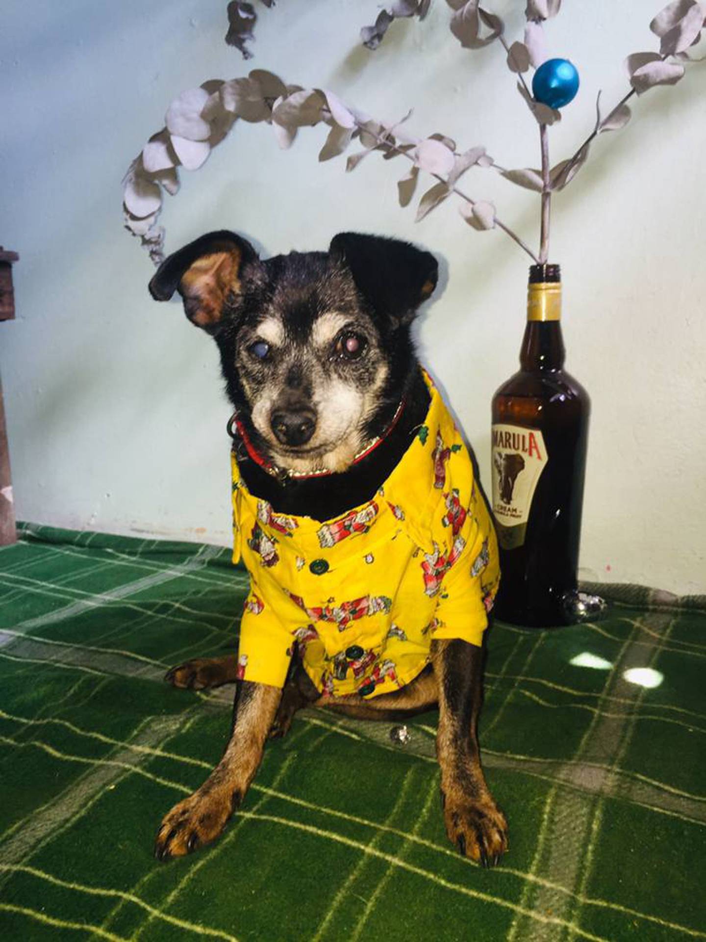Pinky, perro perdido en Patarrá de Desamparados. Foto Jessica López.