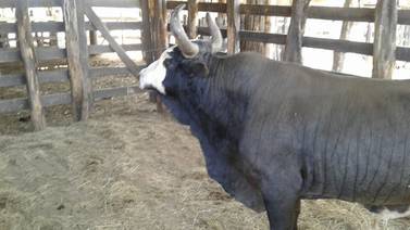Murió el famoso toro el Malacahuite