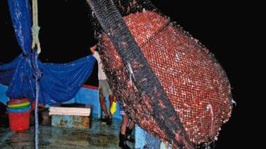 Bichos asaltan muelle del Puerto y roban kilos de camarón y langosta