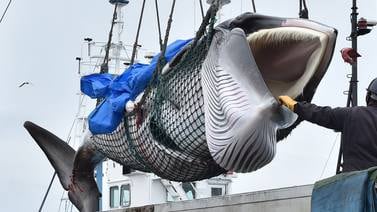 Ochenta rojos se pagó en Japón por un kilo de carne de ballena