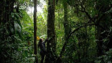 Monteverde espera a los ticos con precios especiales, aventuras y conexión natural