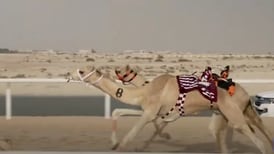 Video: Carreras de dromedarios con un robot le roban atención al Mundial de fútbol en Qatar