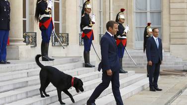 (Video) Perro de presidente francés se orina en plena reunión oficial