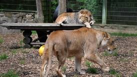 Dos leones, dos tigres y un jaguar se fugaron de zoológico en Alemania