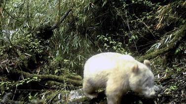 ¡Awwww! Panda albino de ojitos rojos se deja ver en China