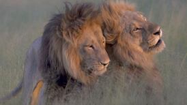 (Video) Captan historia de amor entre dos leones gais en África