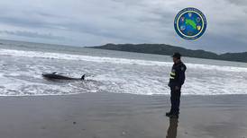 Muere delfín en playa Pochote de Paquera