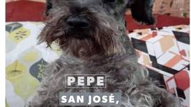 Perrito perdido: Familia sufre por la desaparición de Pepe