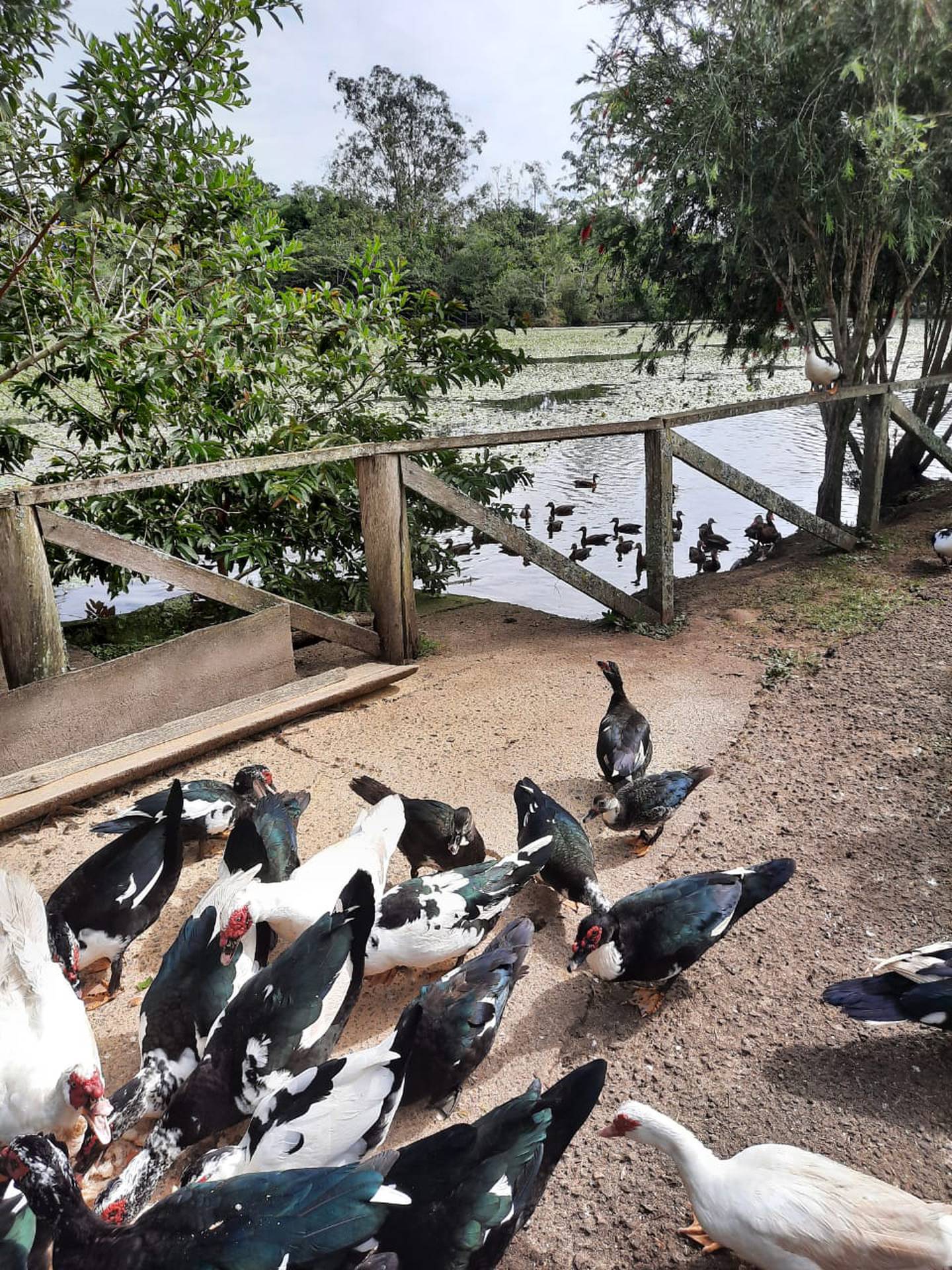 El Parque Laguna de Doña Ana, en Paraíso de Cartago, fue reabierto el pasado sábado 26 de diciembre, después de casi 10 meses de estar cerrado, debido a la pandemia ocasionada por el covid-19.