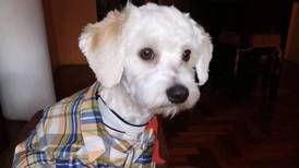 ¡¿Cómo es posible?! Luno, el perro que viajó de Costa Rica a España, lleva seis meses “encarcelado”