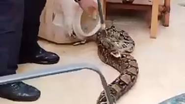 Video: Enorme serpiente boa yacía muy fresca sentada en silla de hotel 