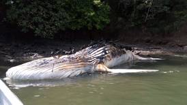 Investigan muerte de ballena jorobada en el golfo de Nicoya