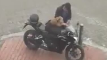 (Video) Perrito motociclista causa ternura y conmoción en las redes sociales