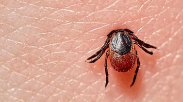 Enfermedad transmitida por insectos ha cobrado tres vidas en dos meses, ¿de qué se trata?