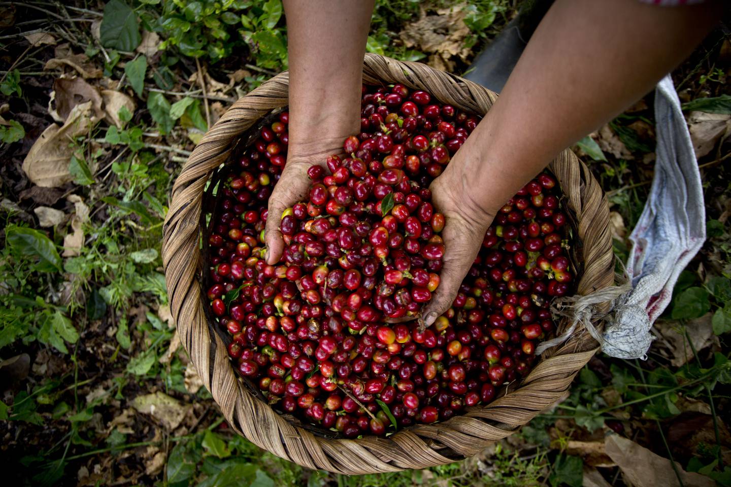 La Hacienda Aquiares en Turrialba tiene 170 años de funcionar y a partir de agosto necesitará más de 1.200 cogedores de café.