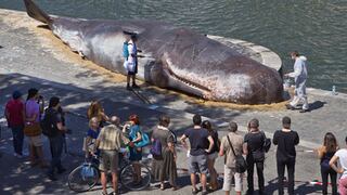 Aparece ‘ballena varada’ en el río Sena de París