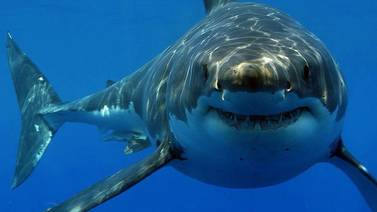 ¡Impactante! Cientos de tiburones hambrientos rodearon a pescadores