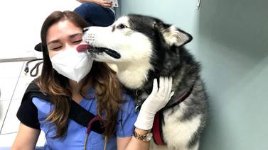 (Video) Clínica veterinaria ve a mascotas con técnica “libre de miedo”