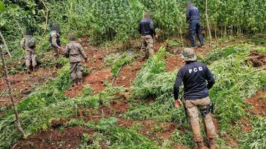 Detienen a hombre en plantación de marihuana y destruyen 65 mil matas de la zona sur 