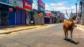 (Fotos) Animales se apoderan de las calles vacías gracias a la cuarentena