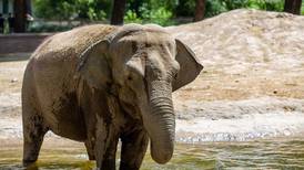 Elefanta de 55 años irá a Brasil por una vida mejor