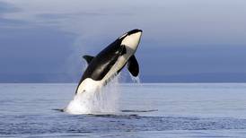 Orcas persiguen y matan a un tiburón blanco (video)