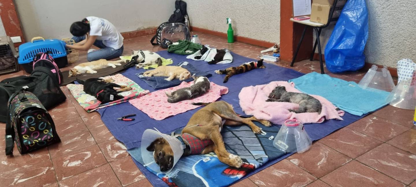 Municipalidad de Curridabat logró casi eliminar los perros callejeros