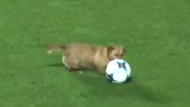 (Video) ¡Que alguien fiche a ese perro! Animalito interrumpe partido y demuestras sus increíbles habilidades