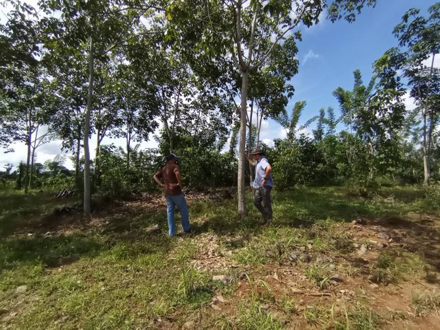 La Cooperativa de Fomento y Desarrollo para la Reforestación Sostenible (Cooprolatex), dedicada al cultivo de hule, busca a 120 pequeños y medianos agricultores de San Carlos, Upala, Limón y Talamanca, entre otras zonas, que estén interesados en sembrar hule