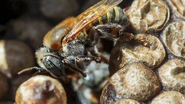Sobreviviente a ataque de abejas: “Traté de buscar a Rigoberto para salvarlo, pero no lo encontré”
