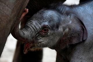 Рождение слоника