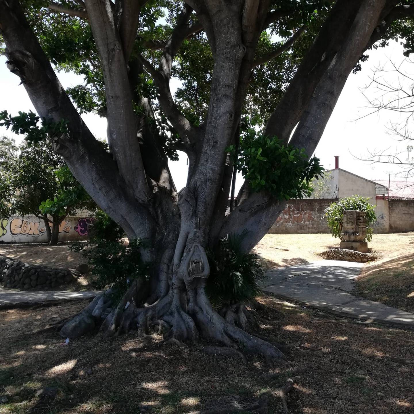 José Luis Astúa muestra el árbol que tiene la imagen de la virgencita de Los Ángeles