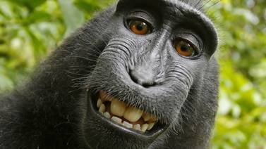 Mono de Indonesia nombrado personaje del año