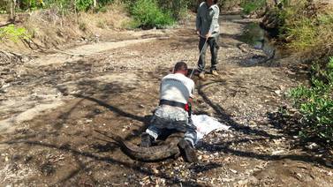 Policía 'detiene' a un enorme cocodrilo que se paseaba por Jicaral de Puntarenas